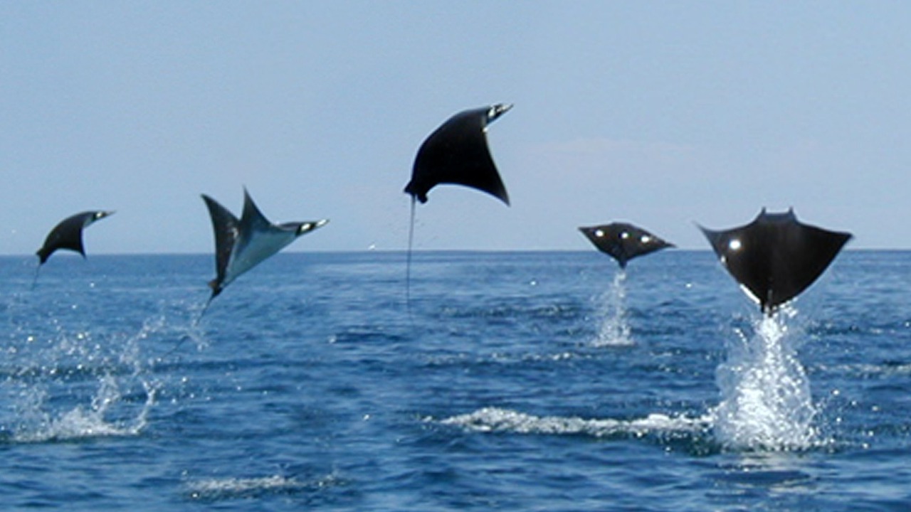 Photo of Others in Los Frailes