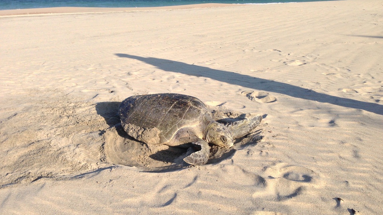 Photo of Others in Los Frailes