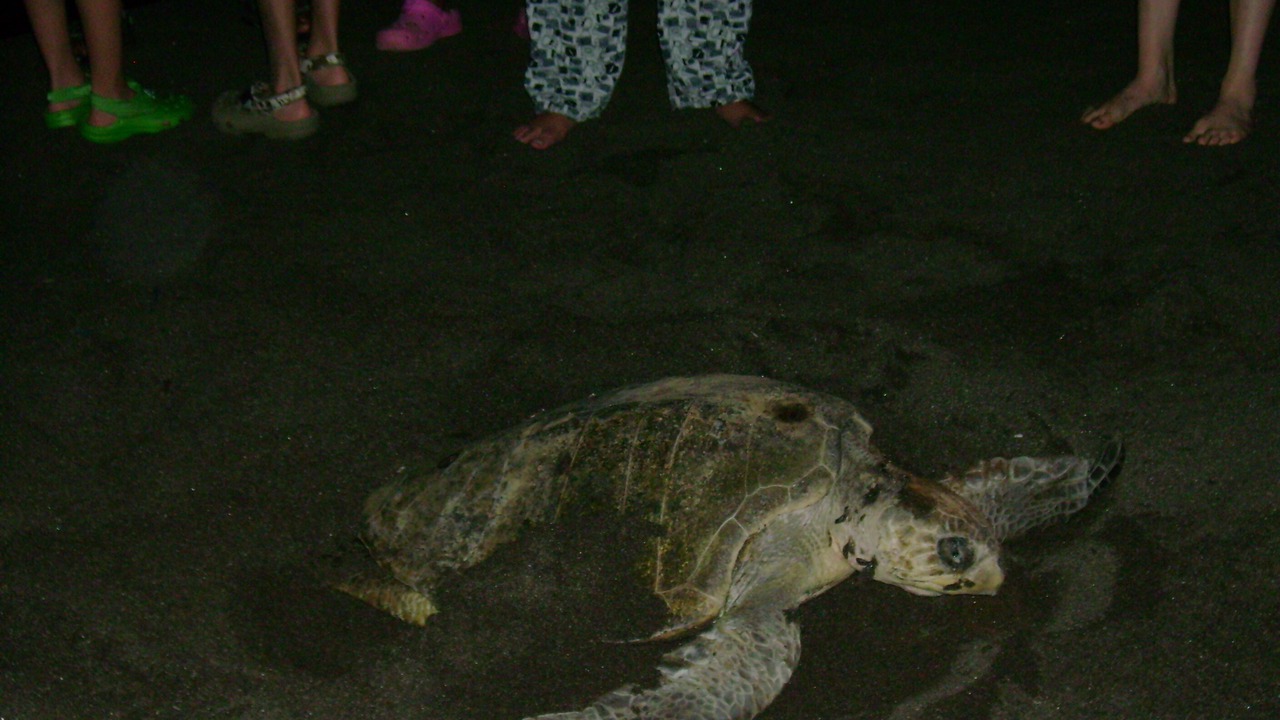 Photo of Others in Monterrico