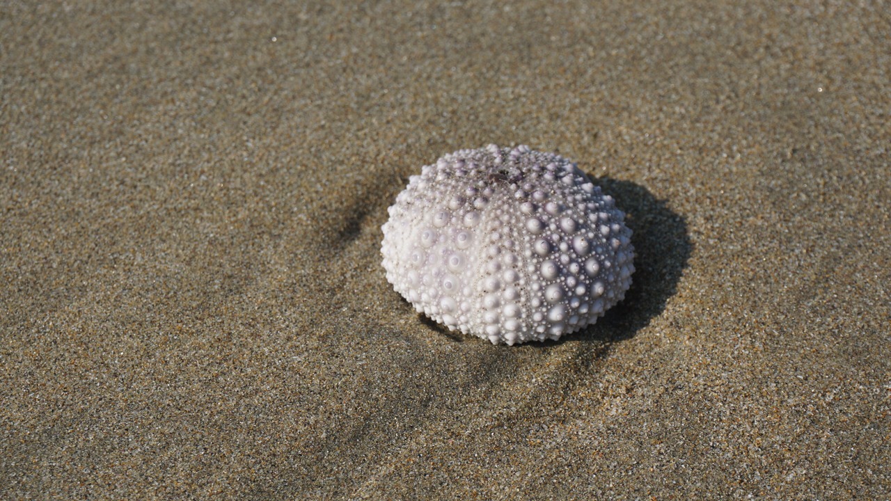Photo of Others in Troncones