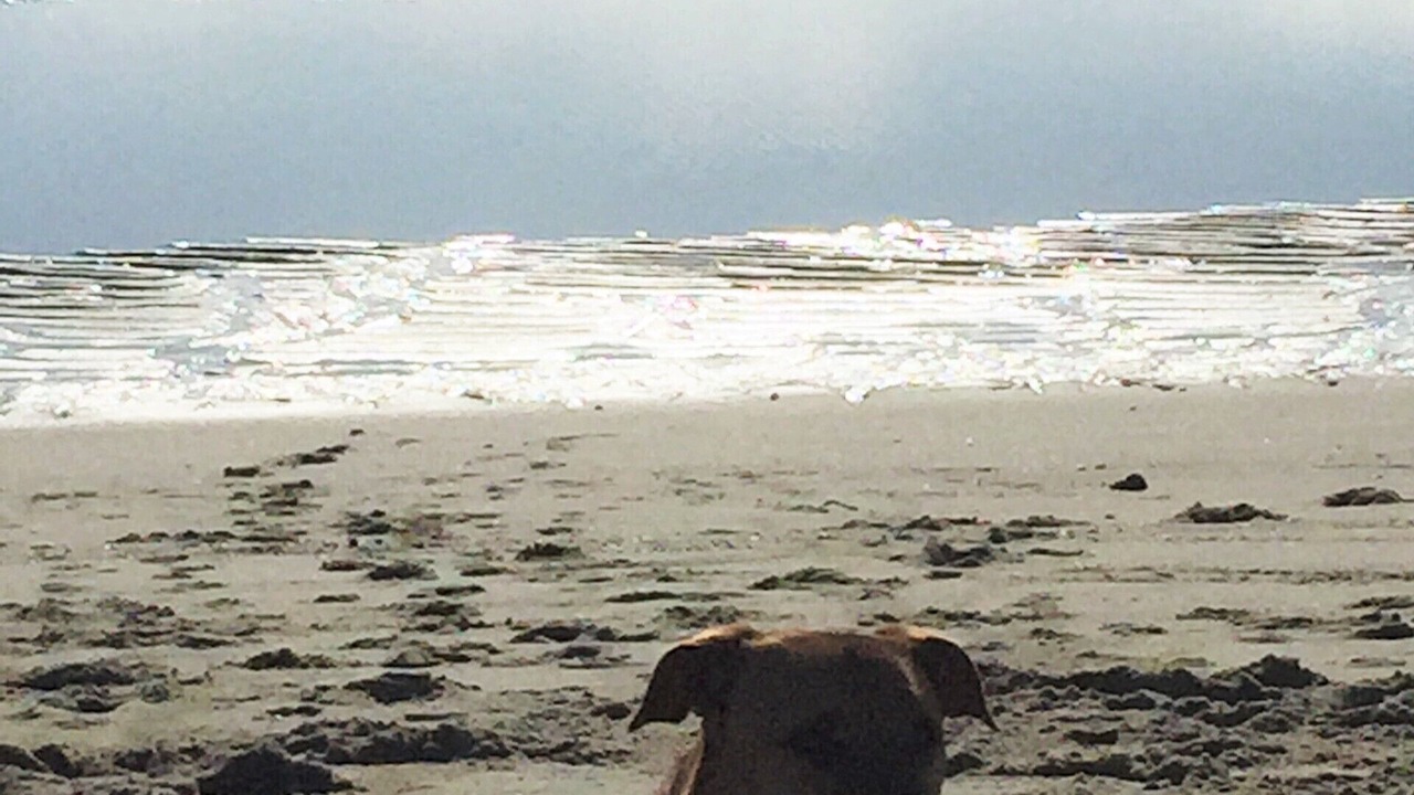 Photo of Others in San Felipe