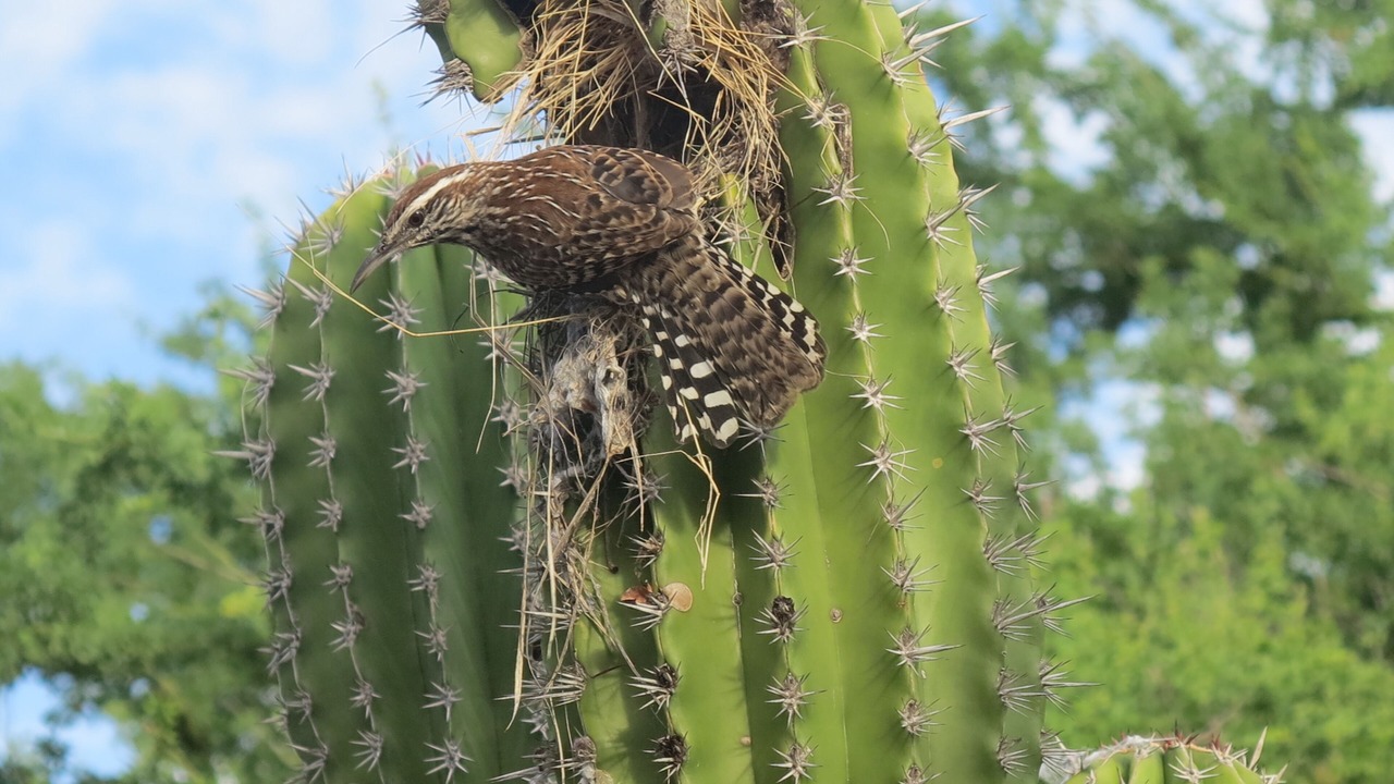 Photo of Others in Cabo Pulmo