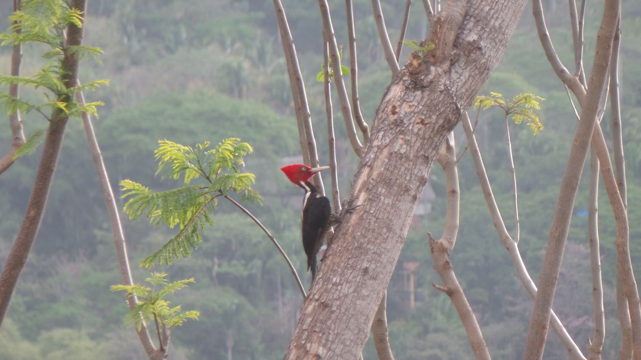 Photo of Outdoor in Yelapa