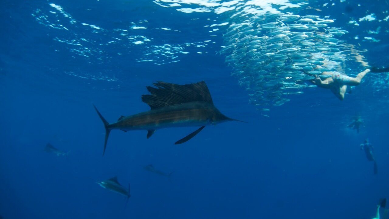 Photo of Others in Zihuatanejo