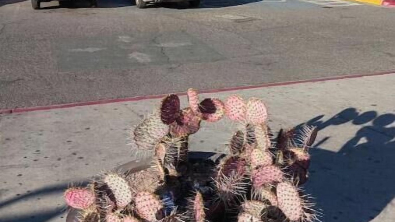 Photo of Outdoor in Zona Centro