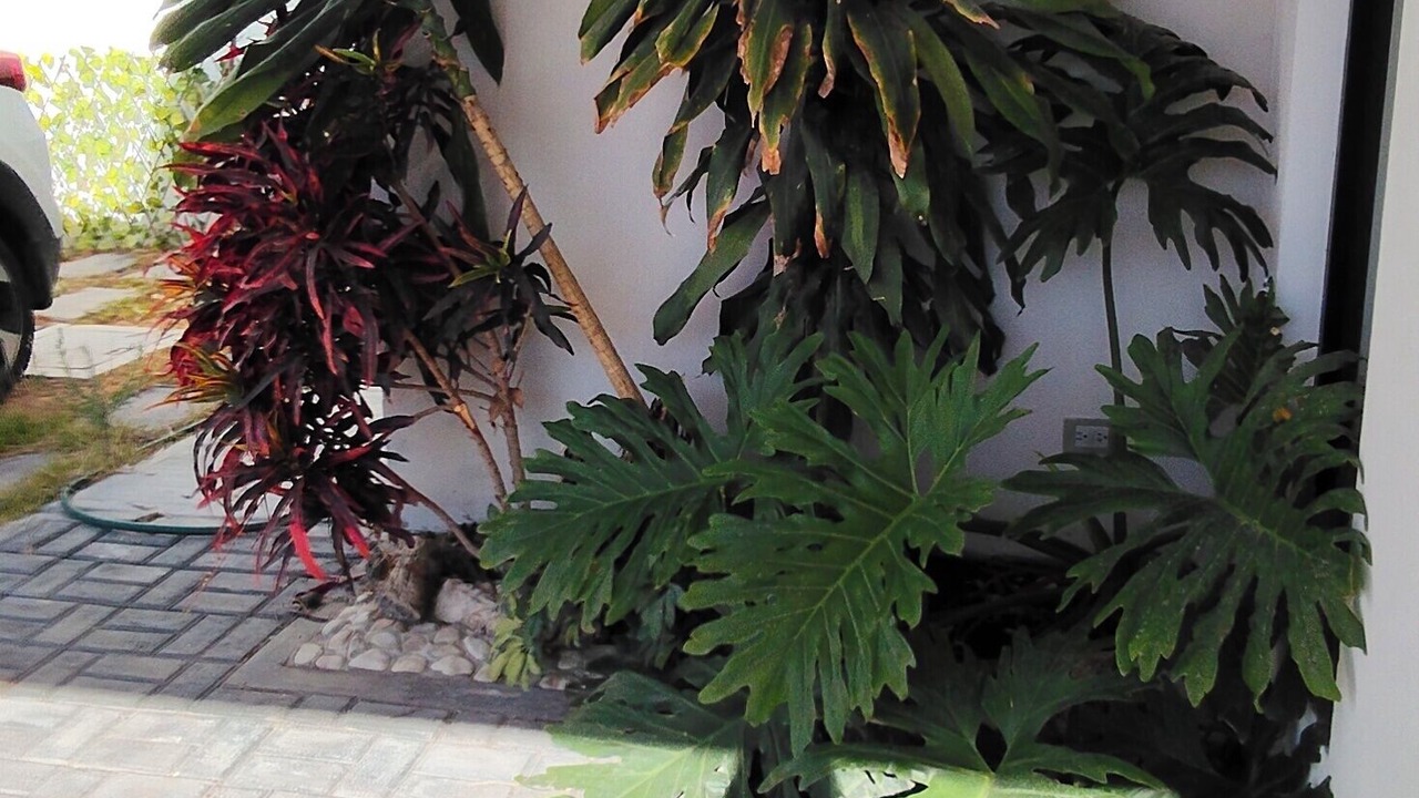 Photo of Outdoor in Puebla