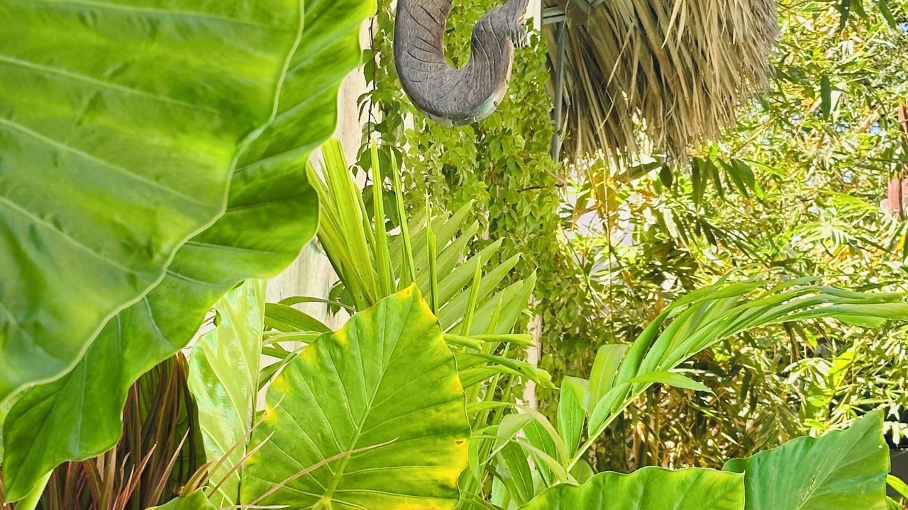 Photo of Outdoor in Los Tamarindos