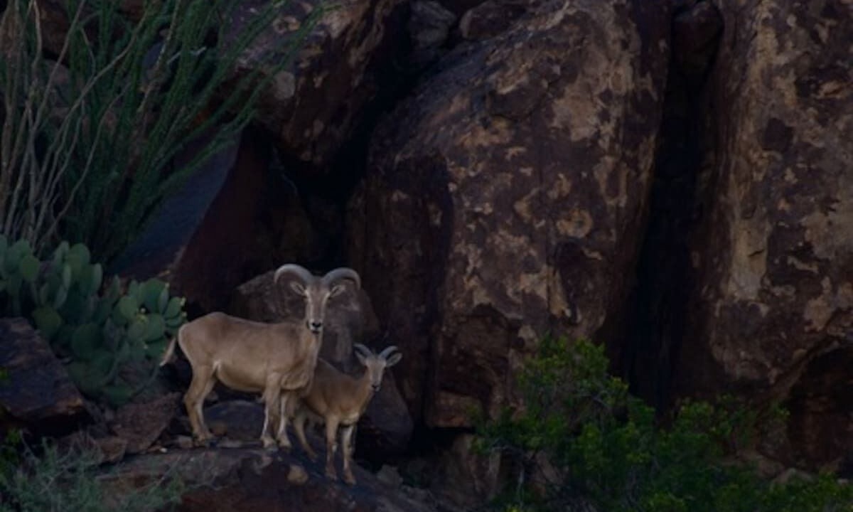 Photo of Others in Terlingua