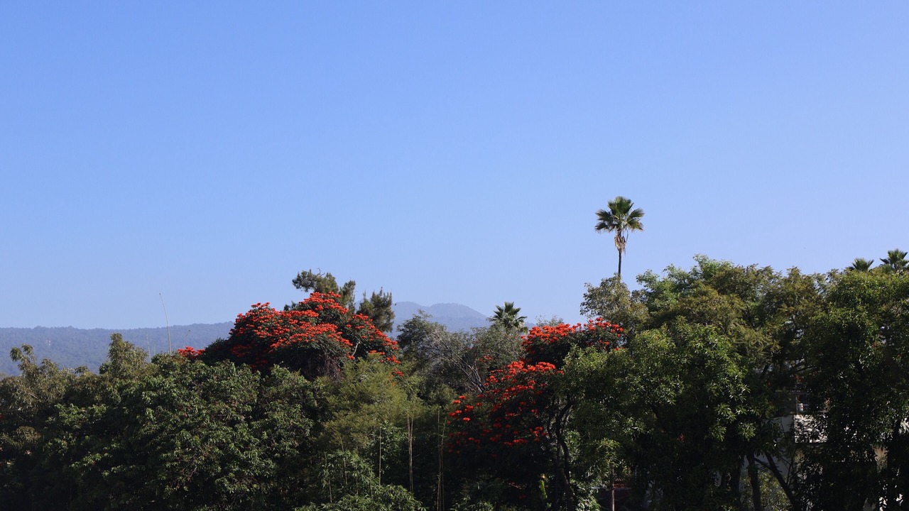 Photo of Others in Cuernavaca