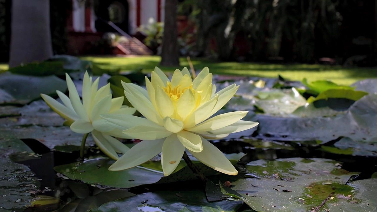 Photo of Outdoor in Yautepec
