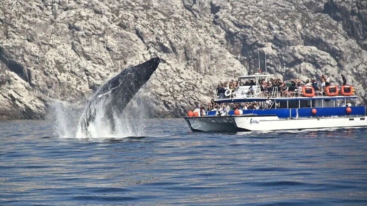 Photo of Others in Marina Vallarta
