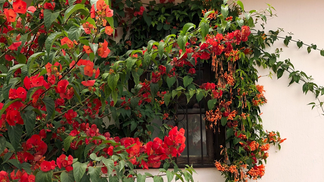 Photo of Outdoor in Antigua Guatemala