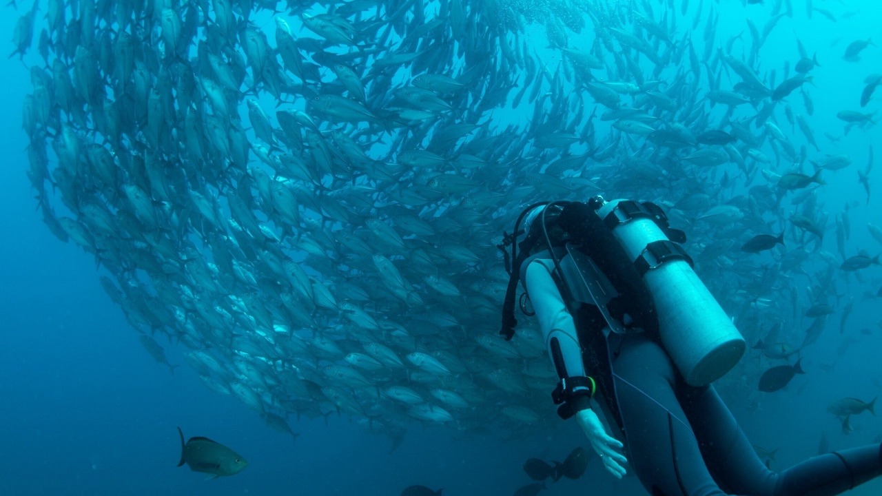 Photo of Others in Cabo Pulmo