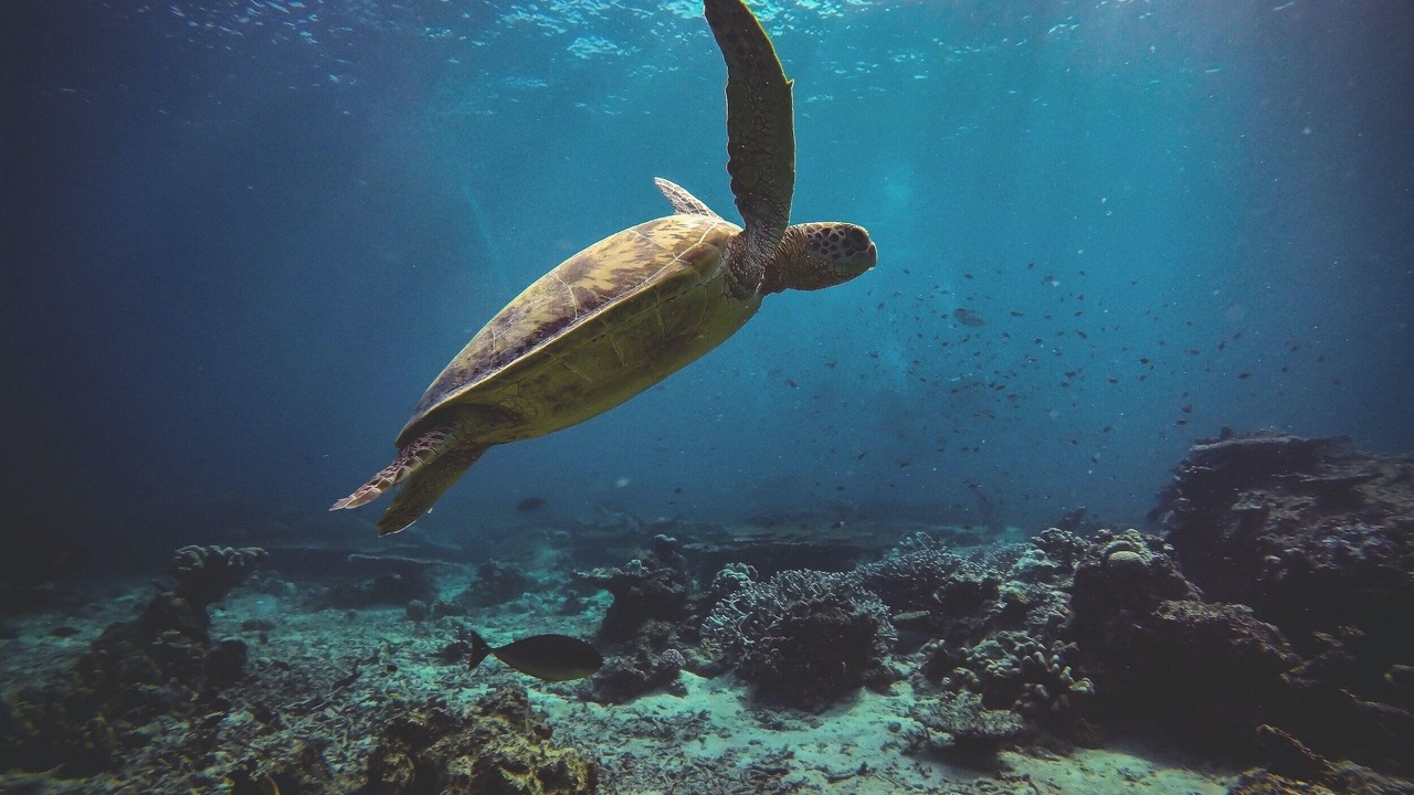Photo of Others in Cabo Pulmo