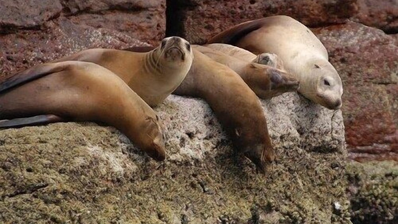 Photo of Others in Cabo Pulmo