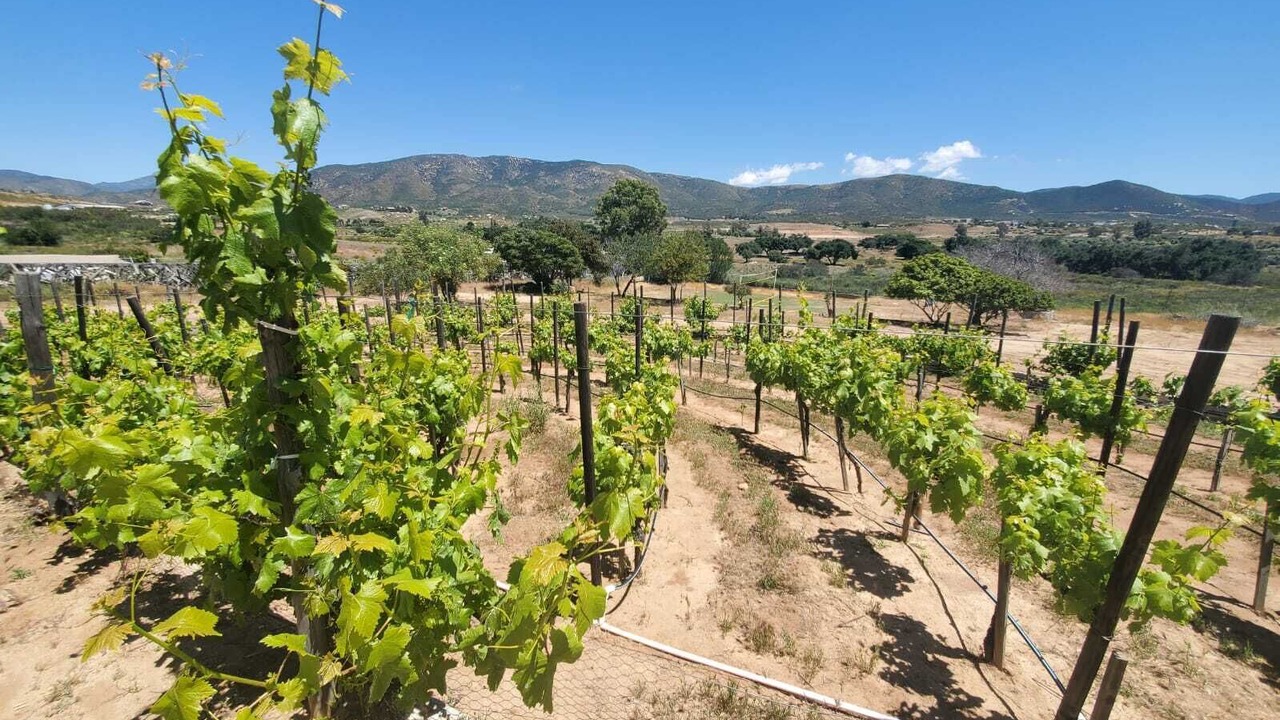 Photo of Outdoor in Valle de Guadalupe
