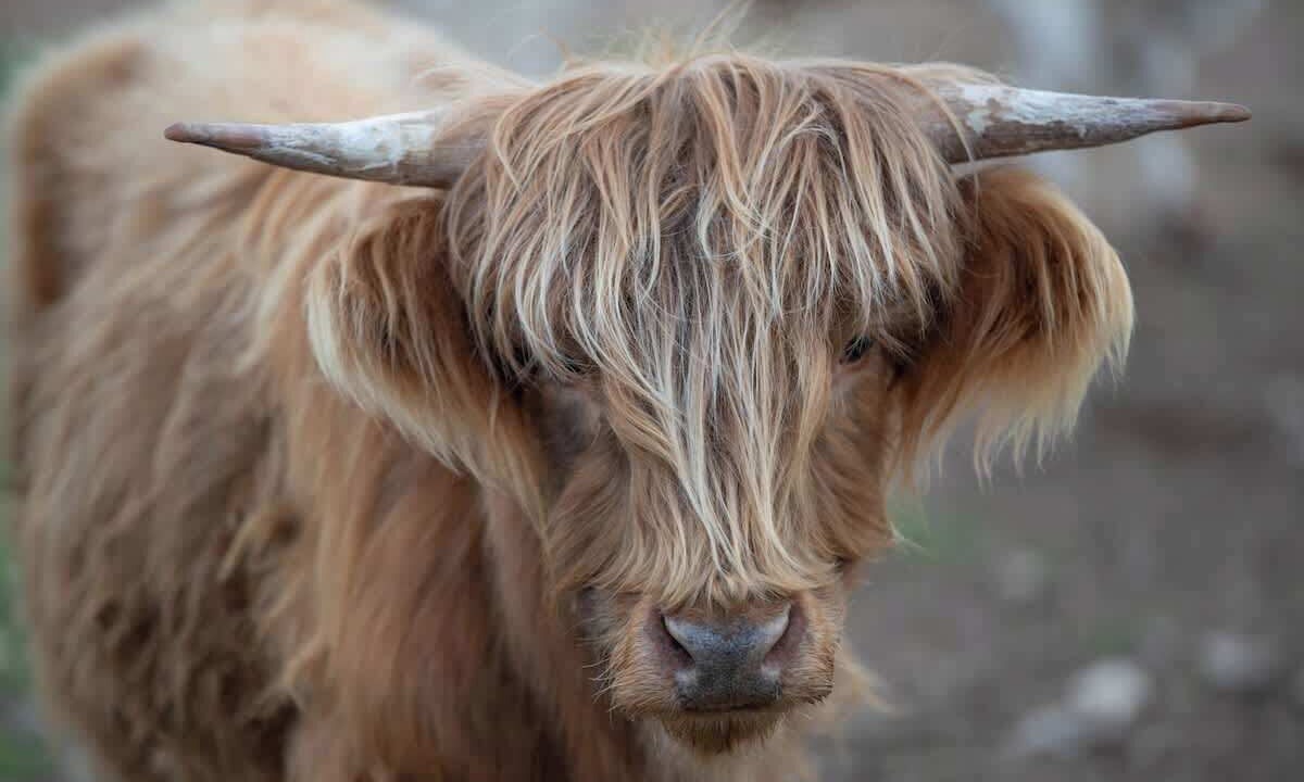 Photo of Others in Leander