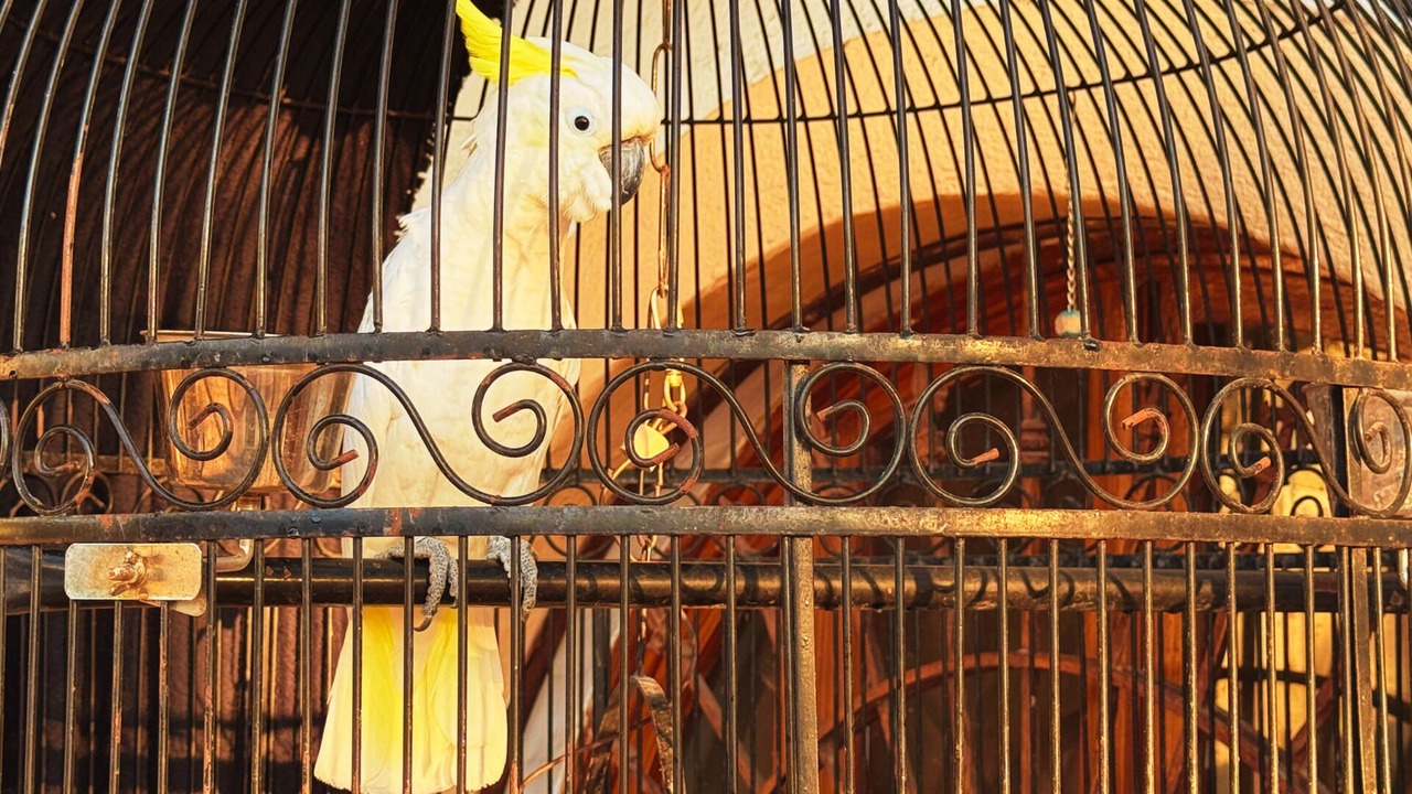 Photo of Outdoor in Palmar de Aramara