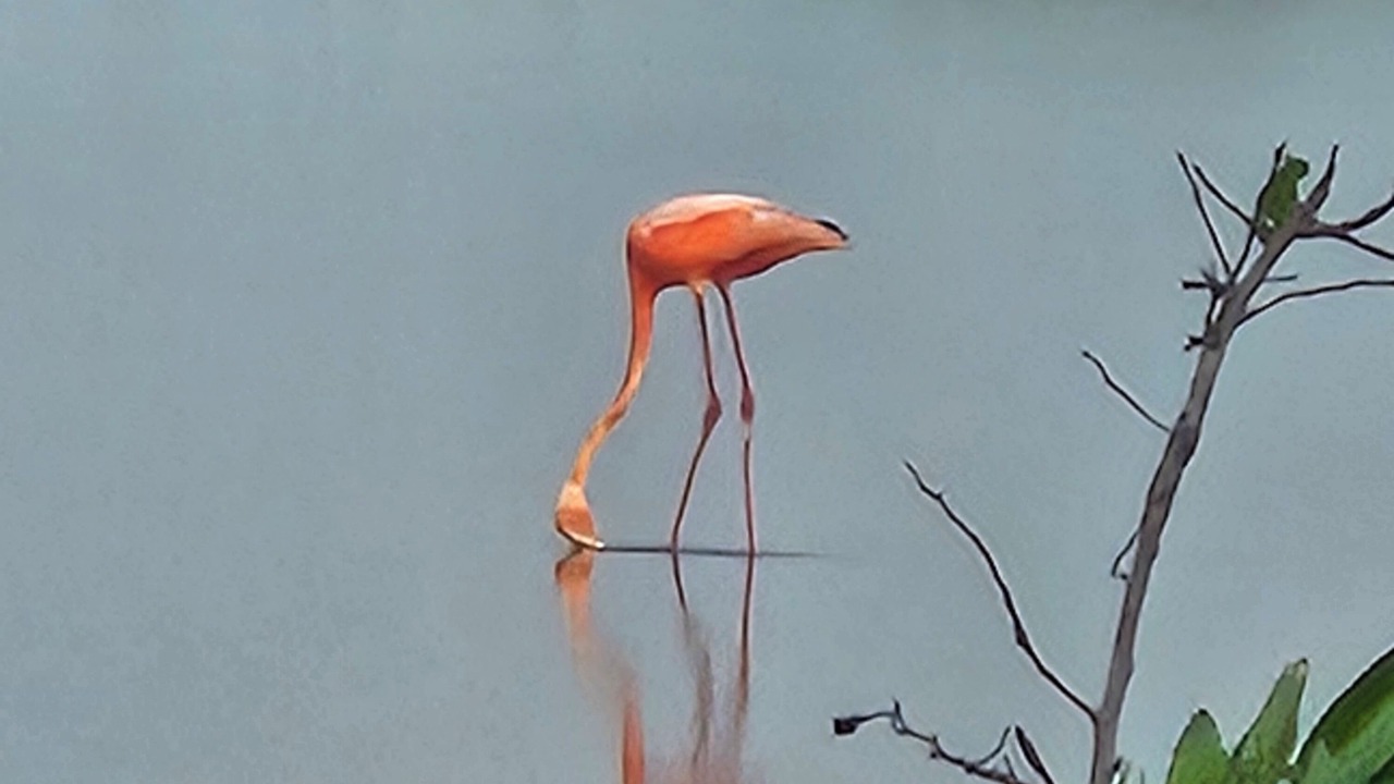 Photo of Others in Telchac Puerto