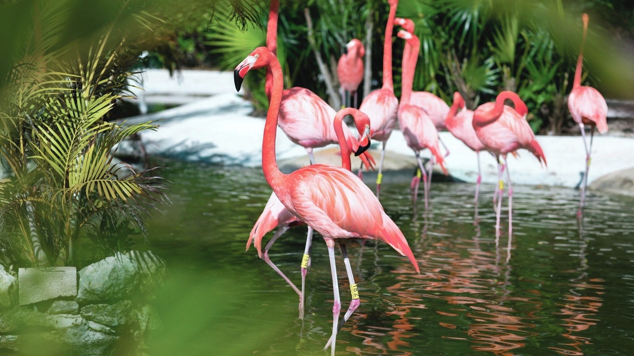 Photo of Others in Nuevo Vallarta