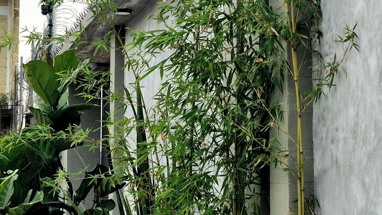 Photo of Outdoor in Tlayacapan