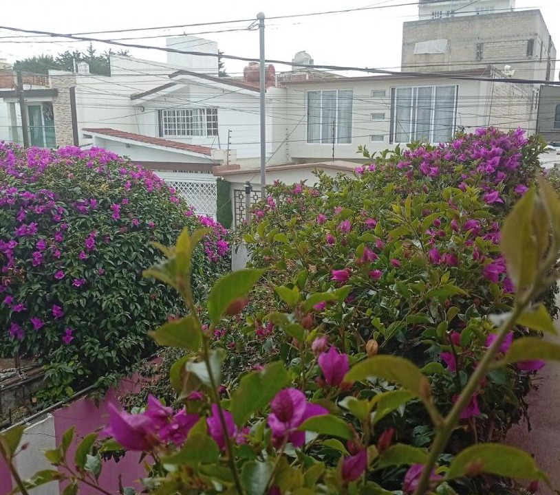Photo of Others in Metepec