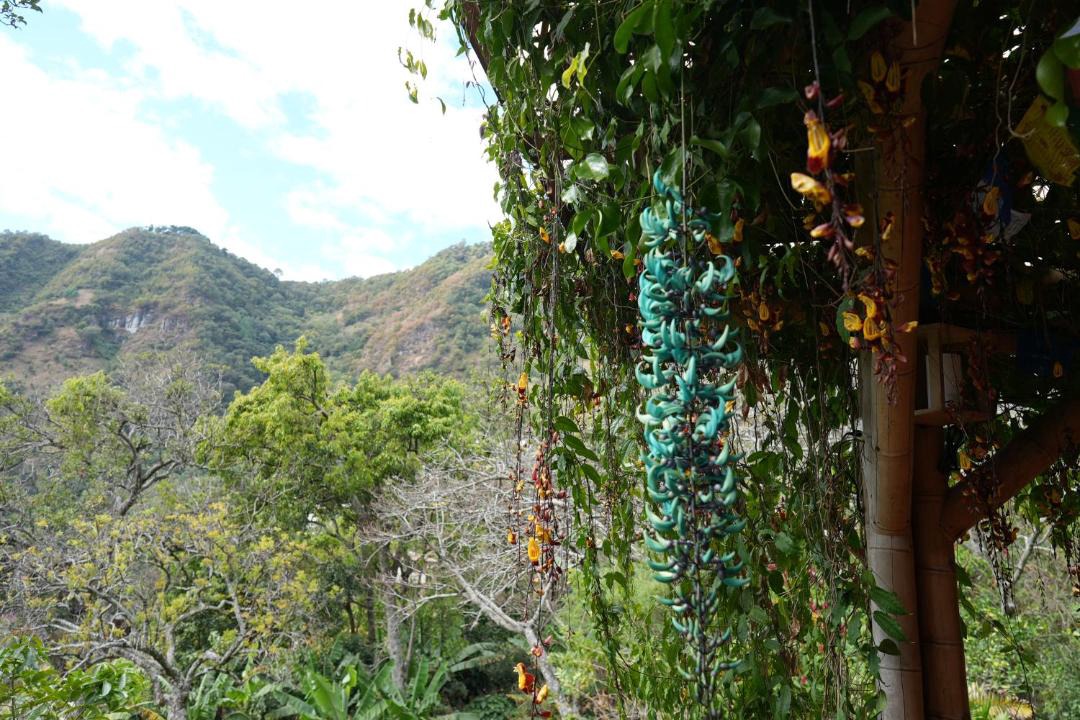 Photo of Others in Tzununa