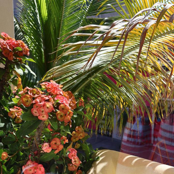 Photo of Patio Balcony in Crucecita