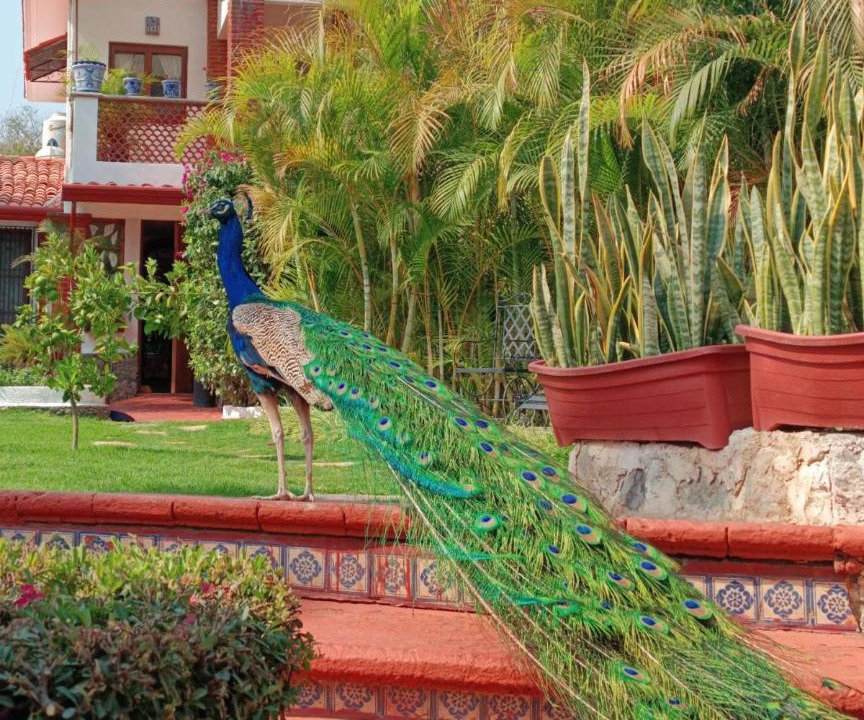 Photo of Others in Atlixco