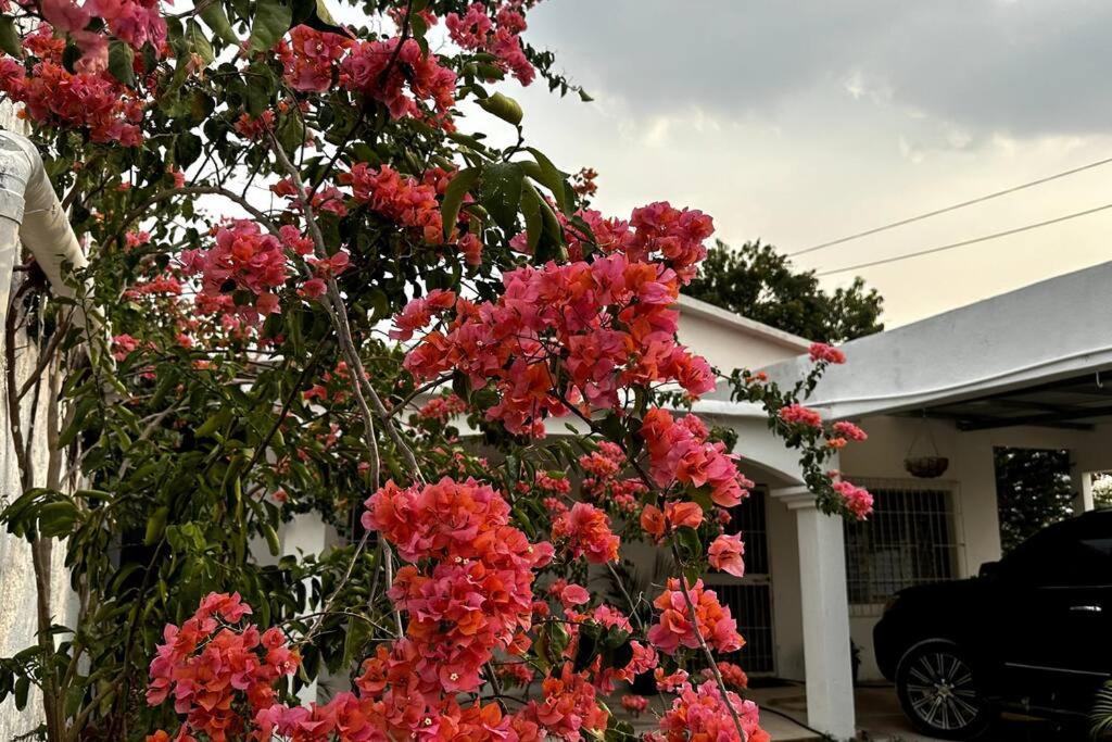 Photo of Others in Flores