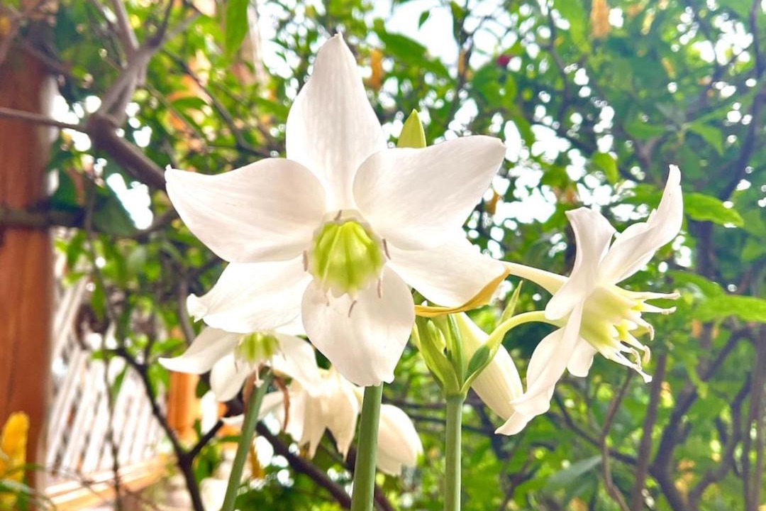 Photo of Outdoor in San Marcos La Laguna