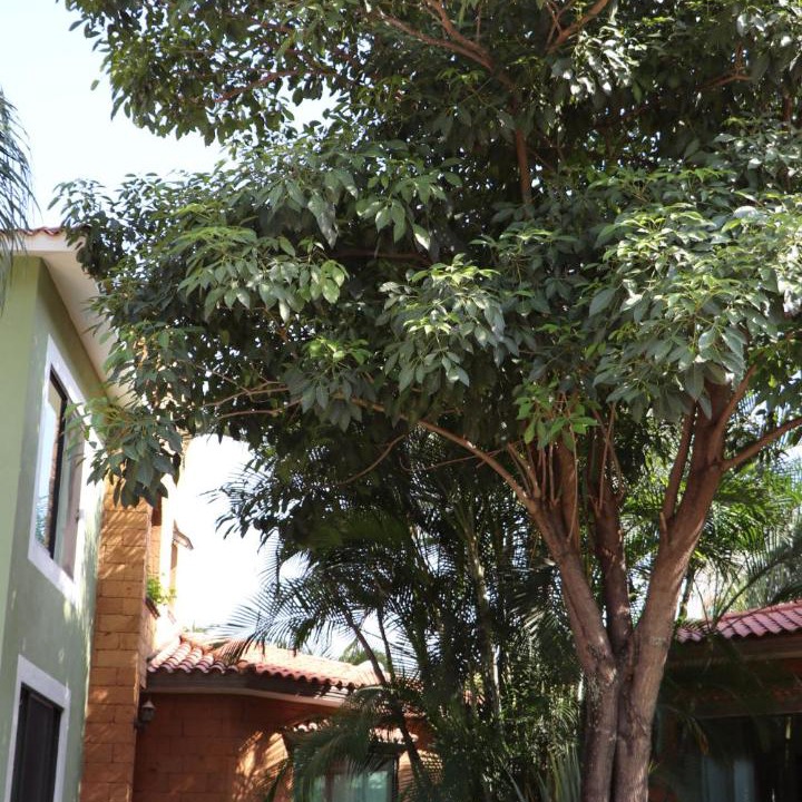 Photo of Buildings in Chiconcuac