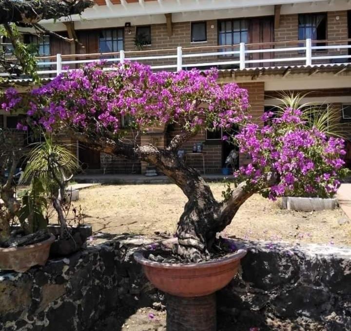 Photo of Others in Tepoztlan