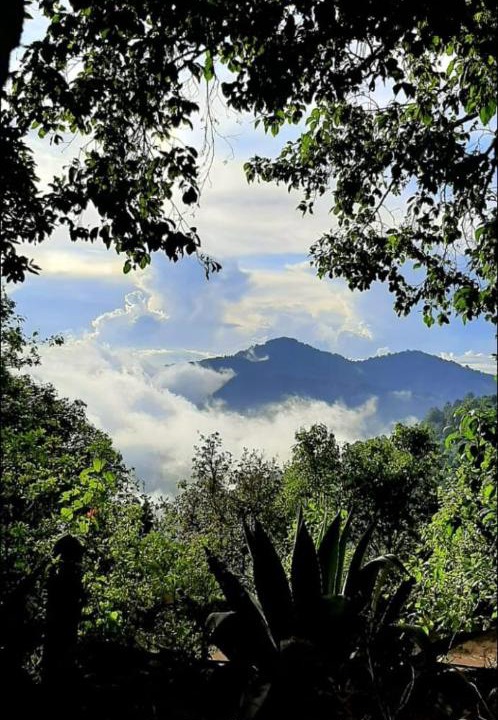 Photo of Others in San Jose del Pacifico