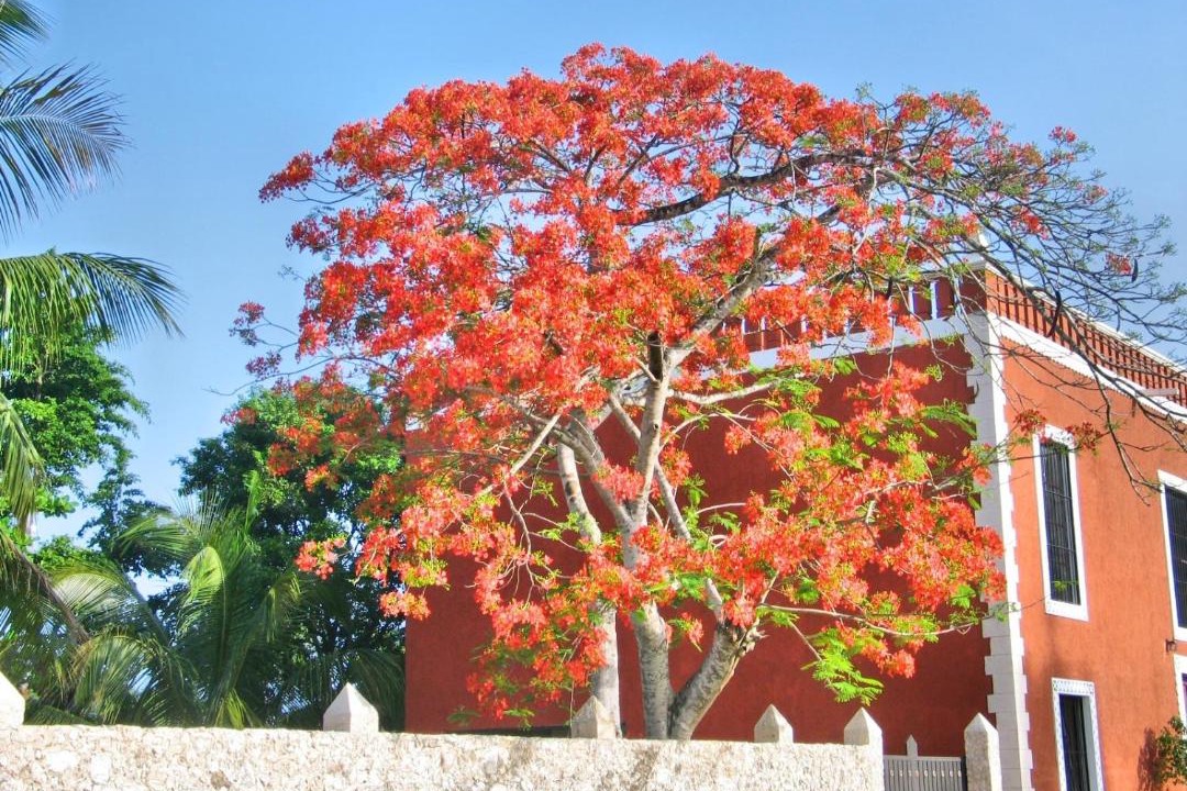 Photo of Others in Uayma