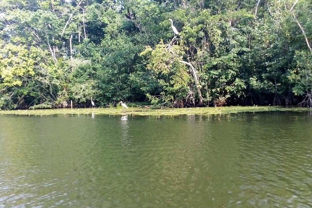 Photo of Others in Puerto Barrios