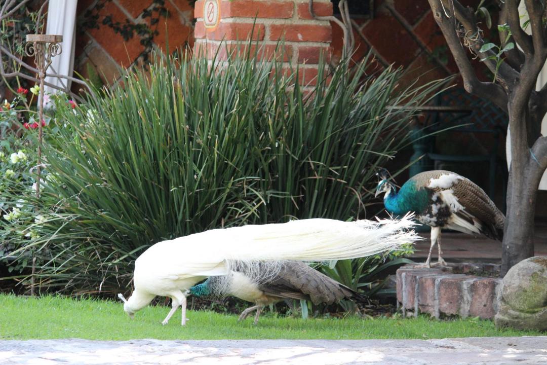 Photo of Others in Atlixco