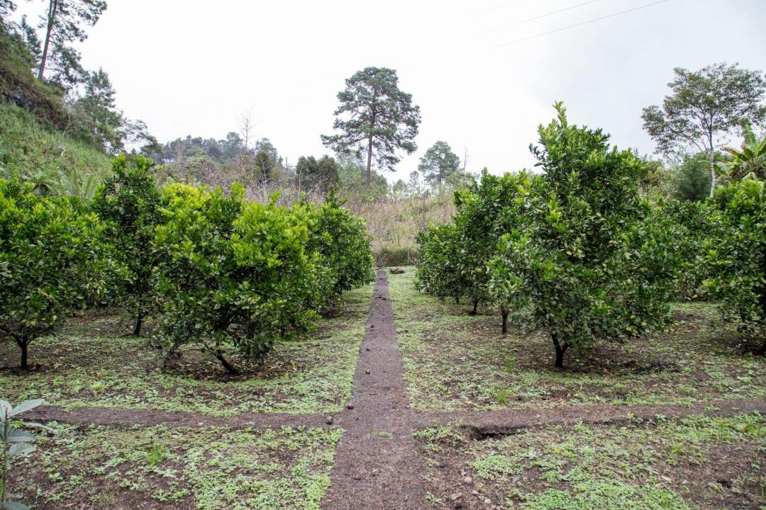 Photo of Others in Coban