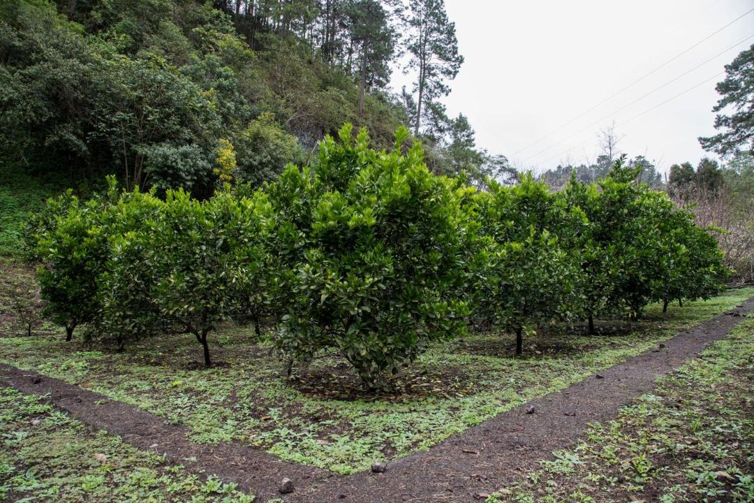 Photo of Outdoor in Coban